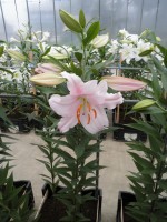 [1893 Garanza VH No02.JPG]